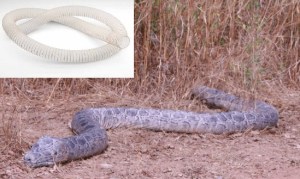 clear snake