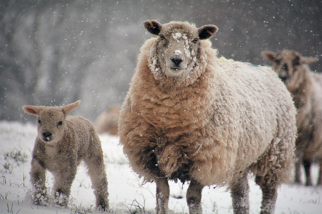 Sheep Farming - Climate System Hoses