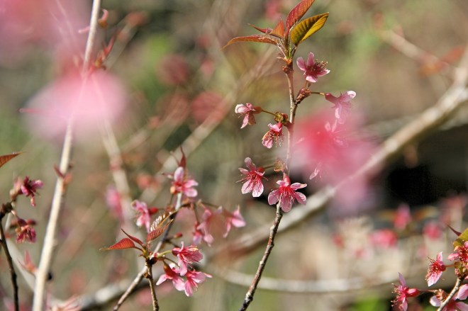 muangthai-cherry-2734637_1280